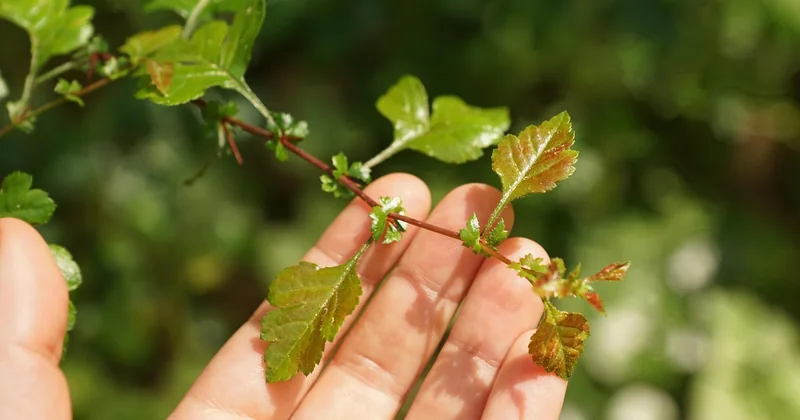 Les protections de pouce : le petit accessoire qui évite les grosses ampoules